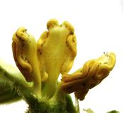  Stamens